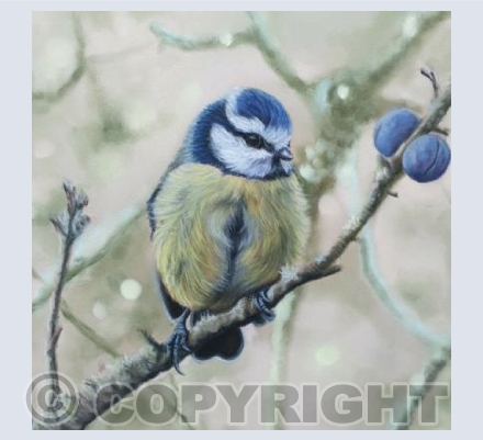 Little blue tit 