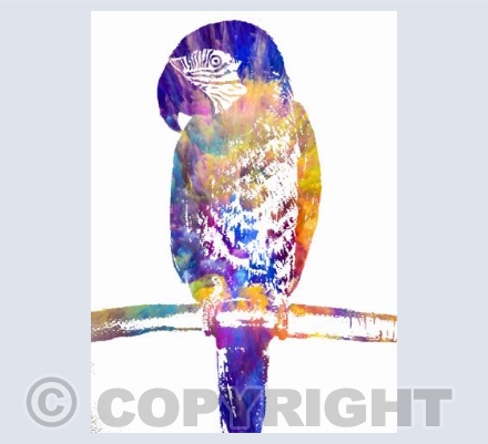 Colouful parrot