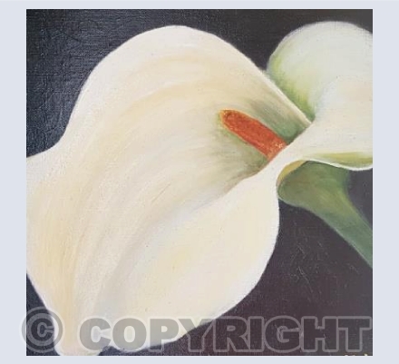 Lily