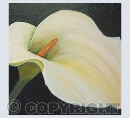 Lily