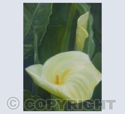 Lily
