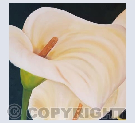 Lily