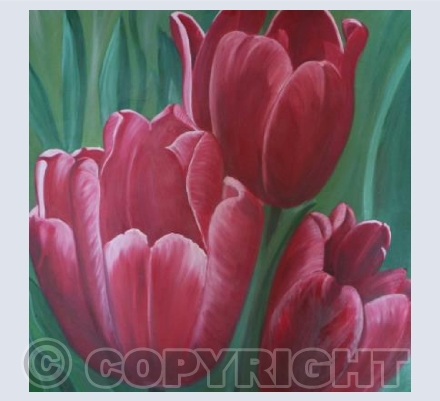 Tulips