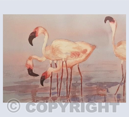 flamingo