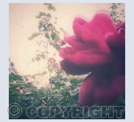 Red Rose Chiswick Park 