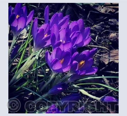 POV of Flowers 6 
