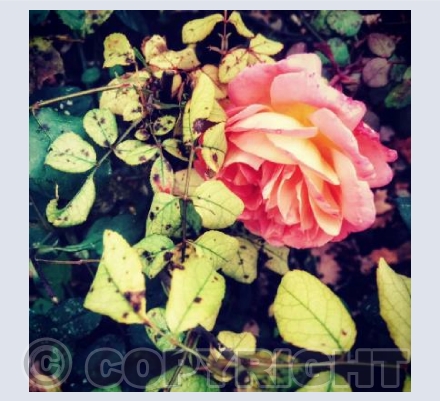 POV of Flowers 7 