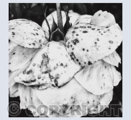 POV of Flowers 11