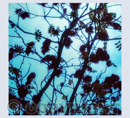 Branches Sky 