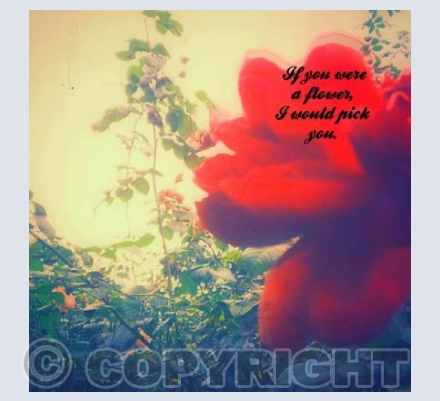 If you were a flower 