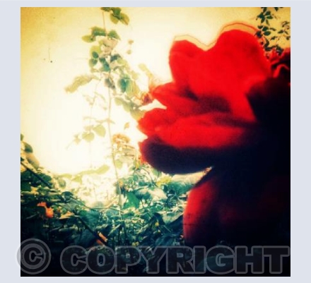 Chiswick Rose 