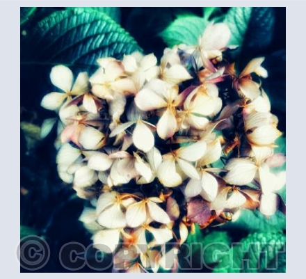 POV Flowers Green
