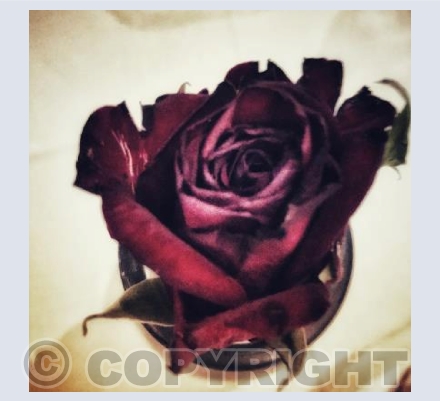 Dark red rose