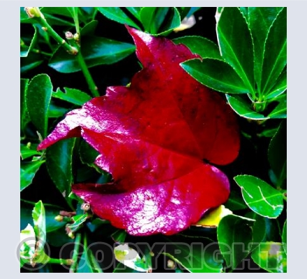 Red Leaf 
