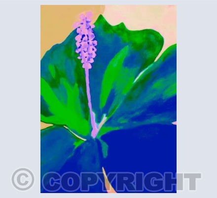 Lily in sapphire