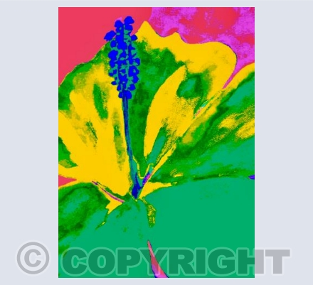 Lily in yellow and green 