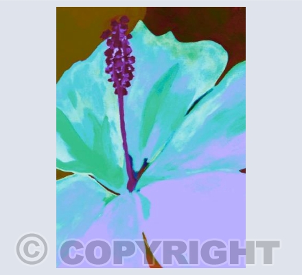 Lily in Lilac