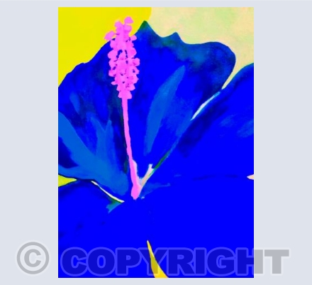 Lily in deep blue and pink 