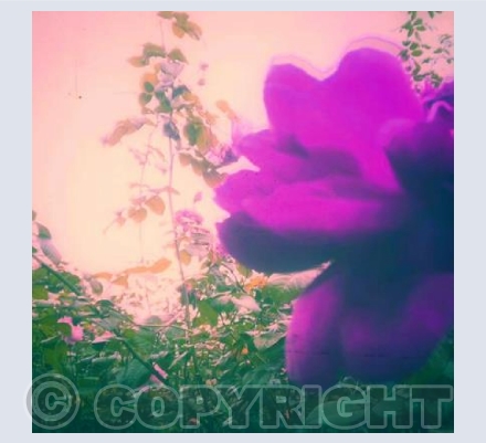 Purple Rose 