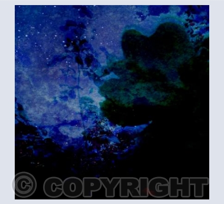 Midnight Star Rose 
