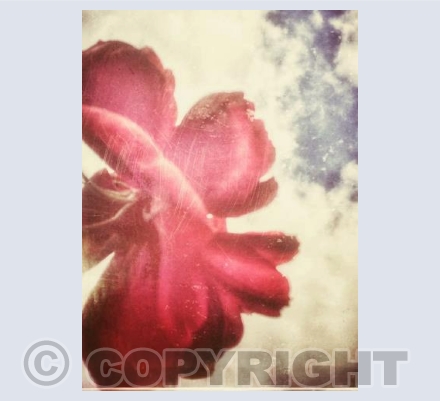 Rose and Sky 