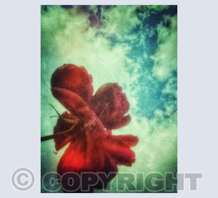 Rose Sky light 