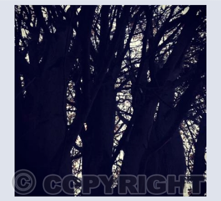 Woods 