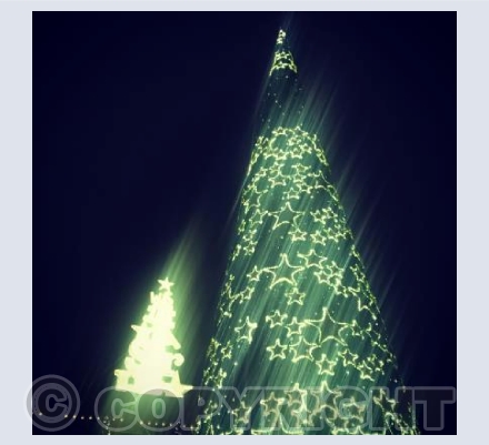 Christmas Trees