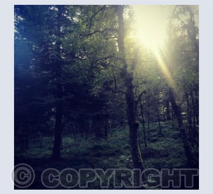 Magical Forest
