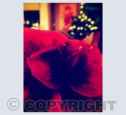 Red Flower 