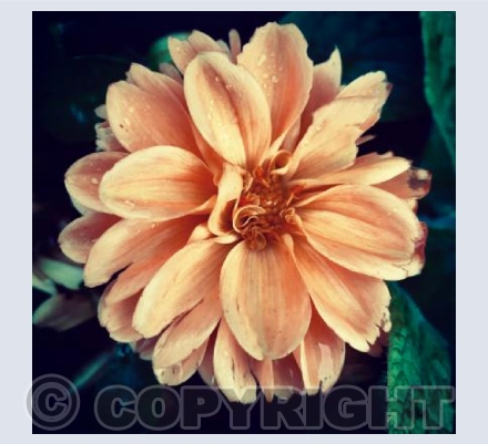 Apricot Gold