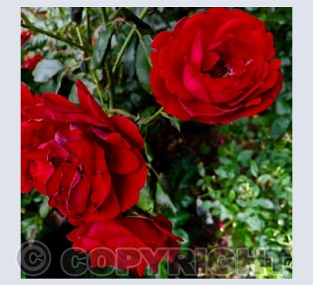 Red Ones 