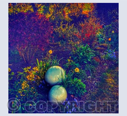 Flora Fauna in the garden 