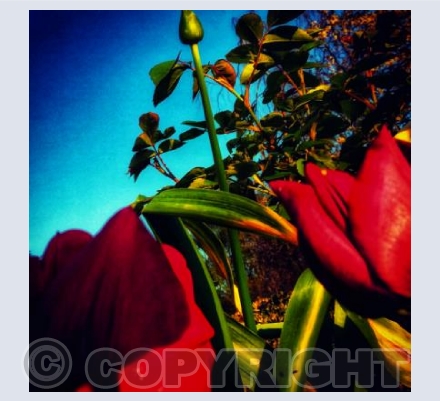 Brightest Red Brightest Blue