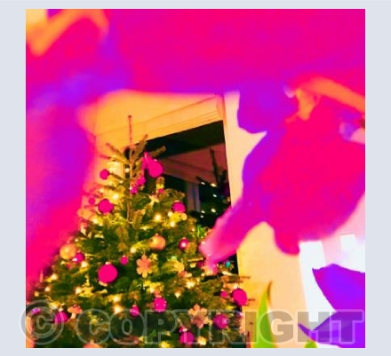 Pink Orchid Christmas 