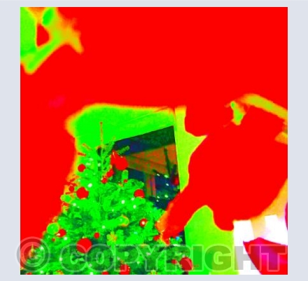 Christmas Red Orchid 