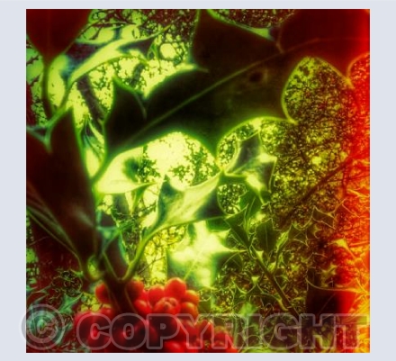 Holly Berries 