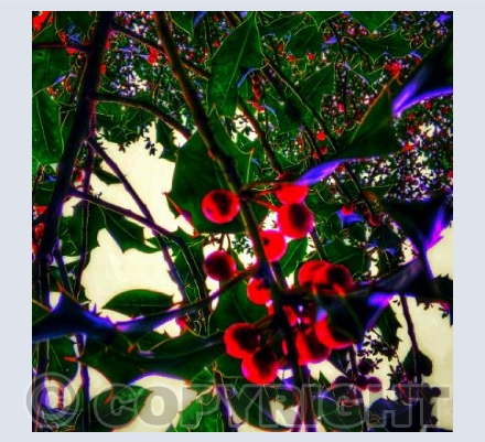 Neon Berries 