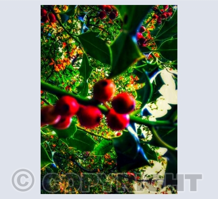 Christmas Berries