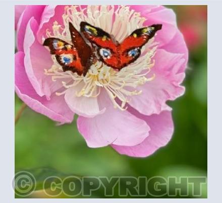 Pink bloom