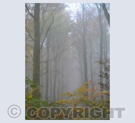 Autumn in the Woods