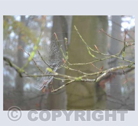 Webs in the Mist