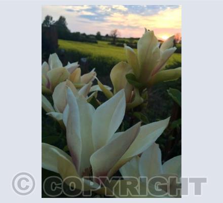 Magnolia Sunset