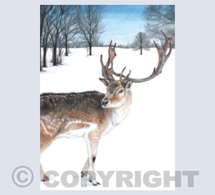 Reindeer in the Snow