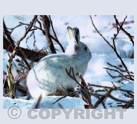 Arctic Hare