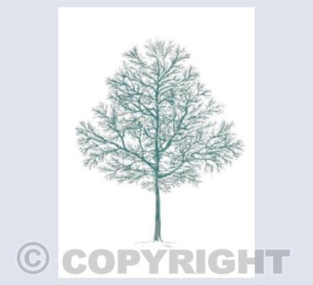 Winter Tree