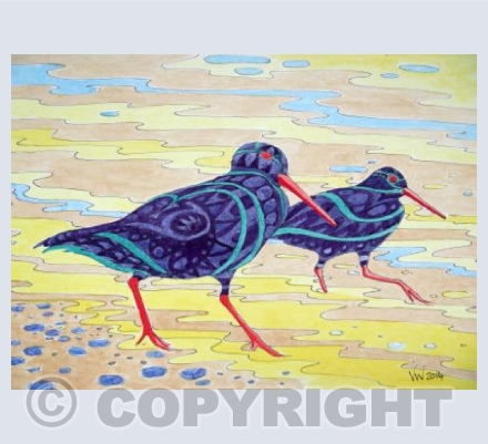 Patterned Oyster Catchers