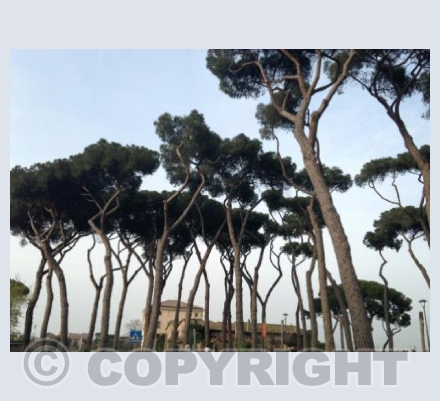 An Italian Hillside