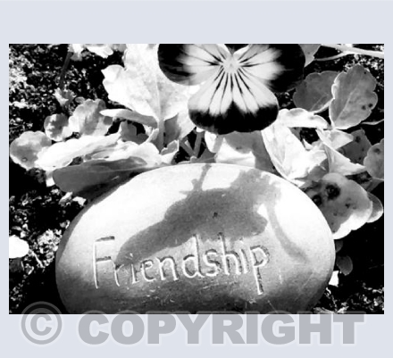 Friendship 