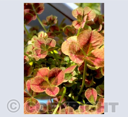 The Four-Leafed Clover